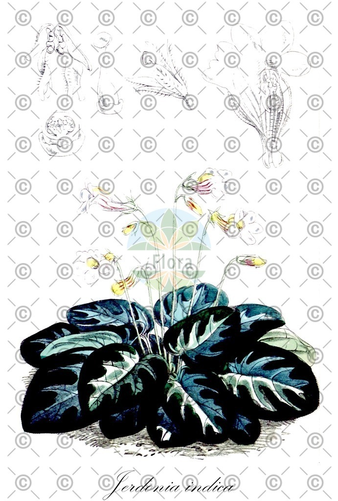 HistAbb_wfo-0000353889_1_ENZY_Simple | Historische Abbildung von Jerdonia indica - Gesneriaceae | Historical Illustration of Jerdonia indica - Gesneriaceae