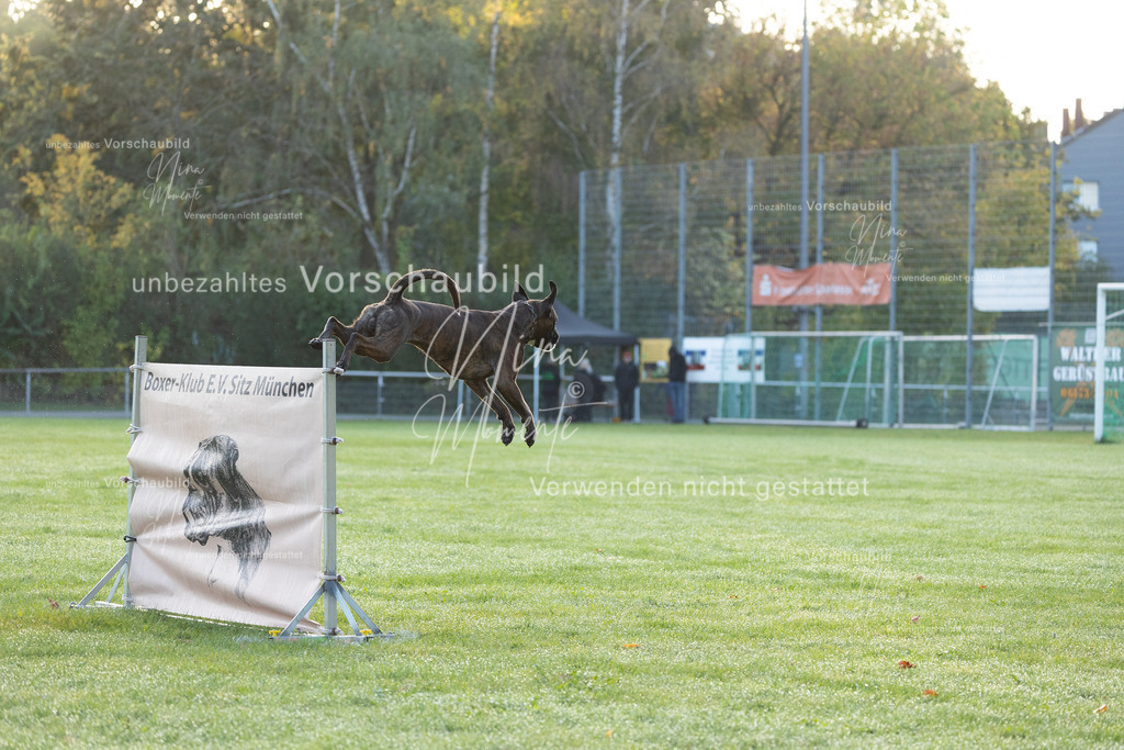 _16A5946 | Einzigartige Fotos von Hunden & Menschen –Actionfotos, Portraits, Vereinsaufnahmen & Paarshootings – authentisch, lebendig & mit Herz.