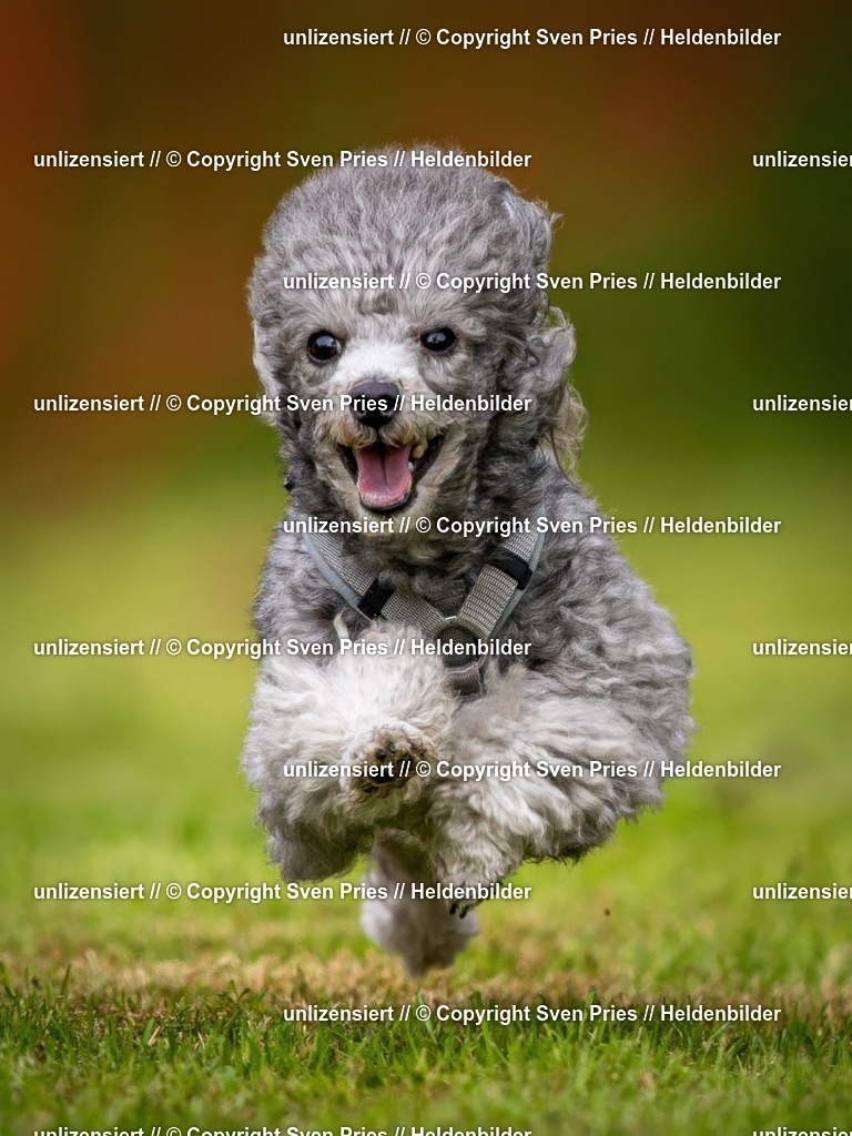 Sven Pries | 2024-09-22 - Hunderennen Baden-BadenPudelverein - Realisiert mit Pictrs.com