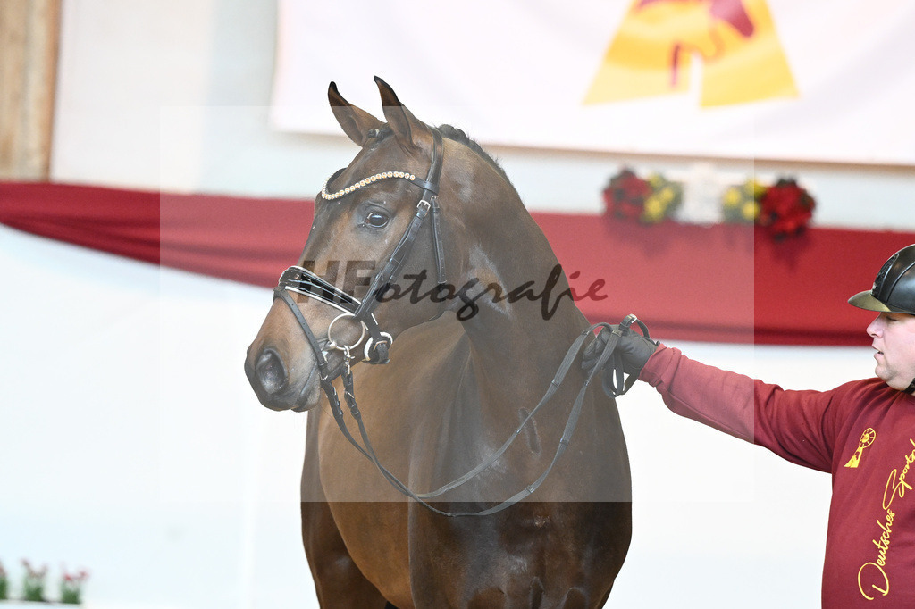 Kat-Nr. 62 Zackerey x Negro_Schep_43231062 | hf-fotografie - Realisiert mit Pictrs.com