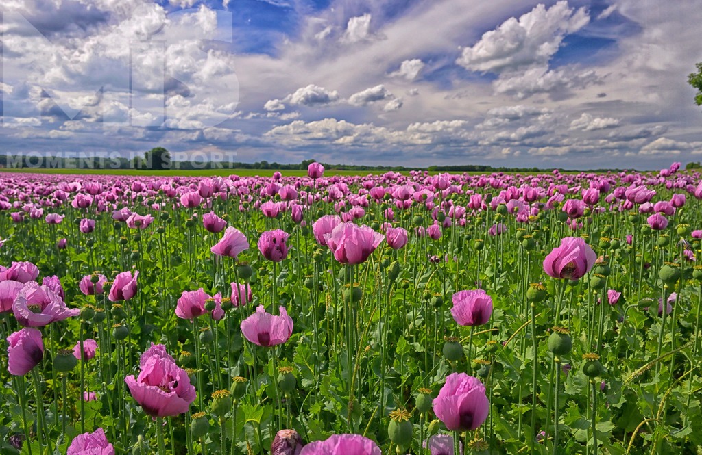 MIS_180818cm005 | 08.06.2022,  Türkheim, Unterallgäu,  Lila Mohnblüten auf einem Mohn-Feld.  - Realisiert mit Pictrs.com
