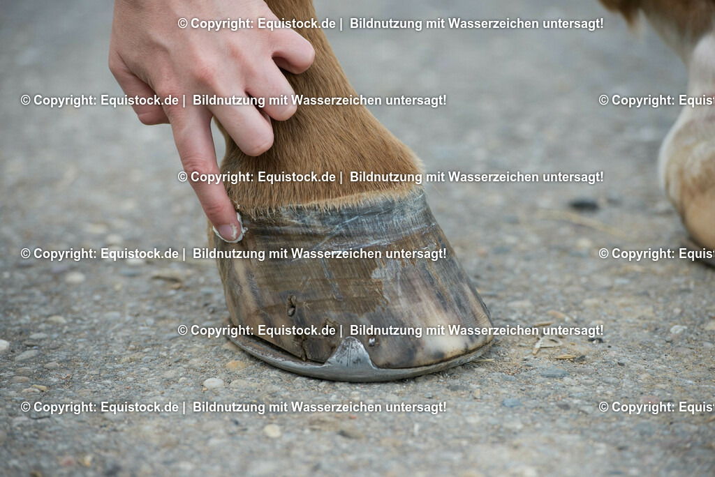 20160626_Hufpflege_0012 | Foto: Thomas Hartig