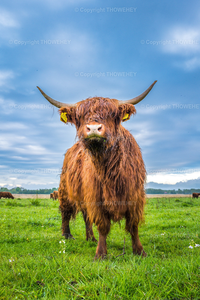 _1034712 | thowehey - Realisiert mit Pictrs.com