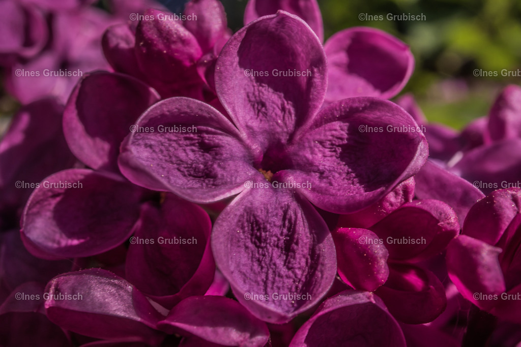 Flieder in voller Blüte | Lila Lubbenbomm - Artwork by Ines Grubisch - Realisiert mit Pictrs.com