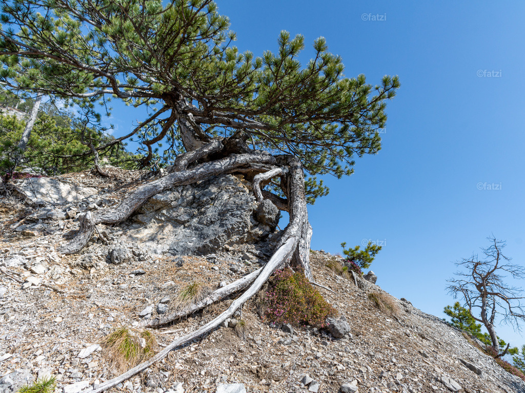 Dobr Hochwald_134850Buchriegel-Panorama-k | Fatzi Bilder-Archiv! 
Die Bilder sind für private Nutzung lizenzfrei. Die kommerzielle Nutzung ist möglich und erwünscht, jedoch bitte ich um vorherige Kontaktaufnahme per E-Mail (info@fatzi.at) oder unter +43 650 7828269 - Realisiert mit Pictrs.com