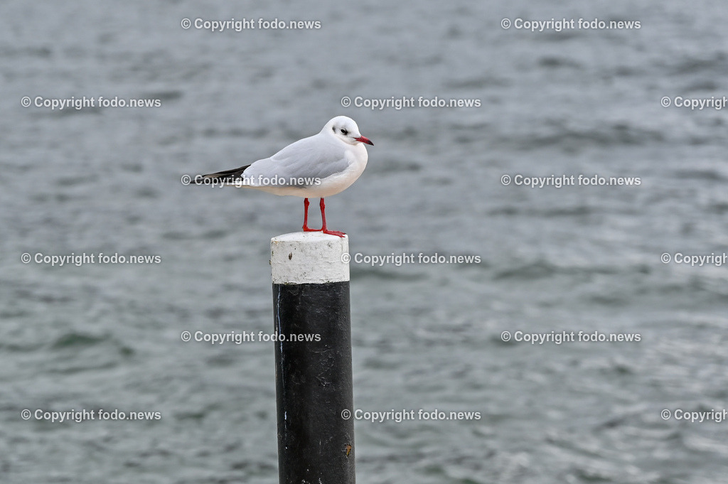 Gmunden_ 13.01.2023-25 | 13.01.2023, Gmunden, AUT, Gmunden, im Bild Traunsee, Wasservoegel, Moewen