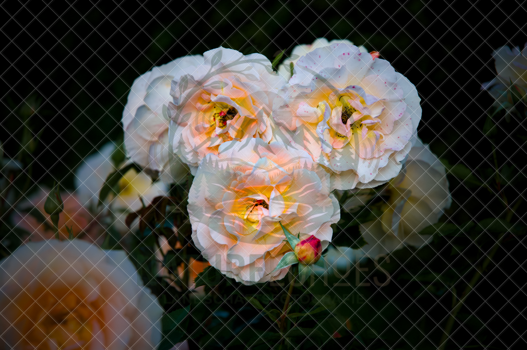 Roses Blooming | Wir bieten diverse Fotodrucke und Produkte entweder bereits vorgefertigter und selbstgeschossener Motive, sowie auch die Möglichkeit eigene Motive auf diverse Foto- und Wandbildartikel zu drucken. Eigene Uploads finden Sie im Warenkorb oder am unteren End - Realisiert mit Pictrs.com
