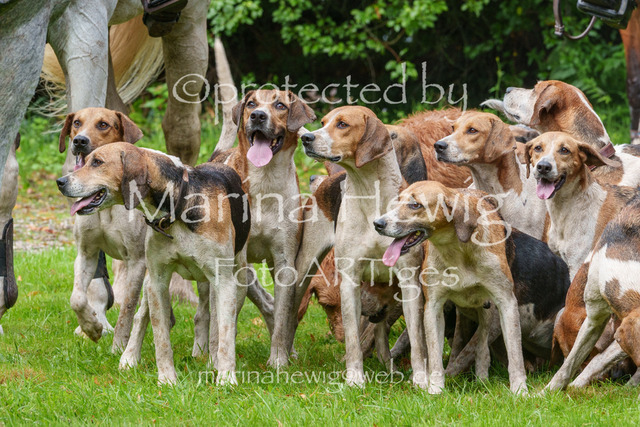 Jagd Perdoel 26 Sony-03580_MarinaHewig | Fotografie, FotoArt, PferdesportArt, Pferdesportfotografie, Landschaftsfotografie, Reisefotografie, Reise, Pferde - Realisiert mit Pictrs.com
