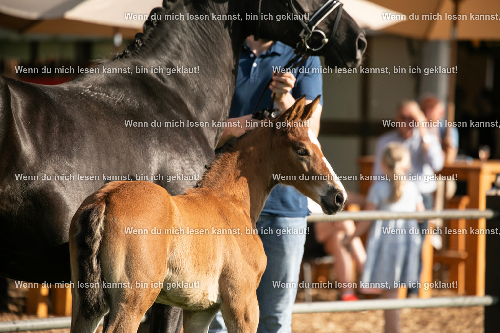 598A7385 | photographylinaismer - Realisiert mit Pictrs.com