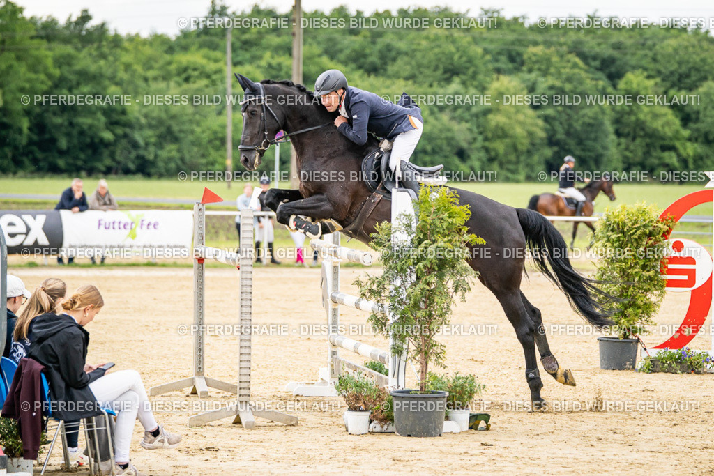 DSC06001 | Pferdegrafie