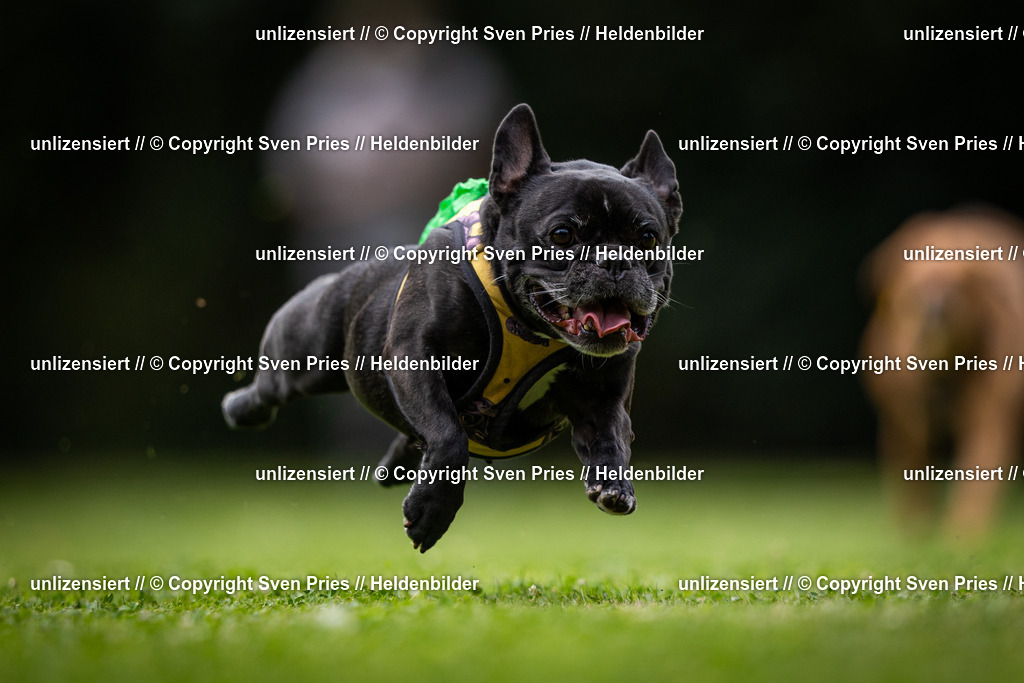 Sven Pries | 19. Allgemeines Hunderennen Karlsruhe Durlach - Realisiert mit Pictrs.com