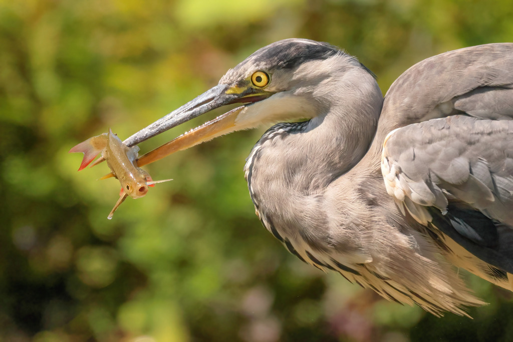 Wandbild - Graureiher beim Fischen | Dieses Wandbild zeigt einen beeindruckenden Graureiher, der gerade einen Fisch mit seinem spitzen Schnabel gefangen hat. Die Nahaufnahme hebt die präzise Jagdtechnik des Reihers hervor und fängt die Intensität des Moments perfekt ein. Der Reiher ist in seiner natürlichen Umgebung abgebildet, mit einem unscharfen, grünen Hintergrund, der den Fokus auf das majestätische Tier und seine Beute legt. Die Details des grauen Gefieders und der scharfen Augen des Reihers machen dieses Bild zu einem faszinierenden Kunstwerk für Natur- und Tierliebhaber.