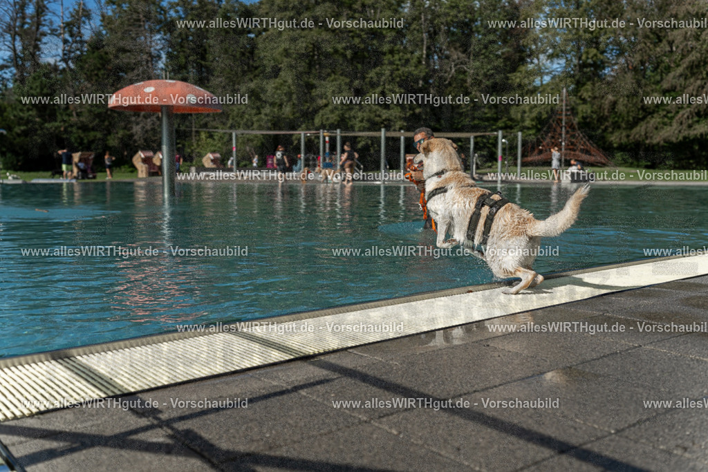 Hundeschwimmen_Volksbad_2026-allesWIRTHgut_Tierfotografie-2609061546-7R501859 | Professionelle Tierfotografie in Mönchengladbach von Daniel Wirth (allesWIRTHgut). Liebevolle & natürliche Bilder von Hunden & Katzen für unvergessliche Erinnerungen.