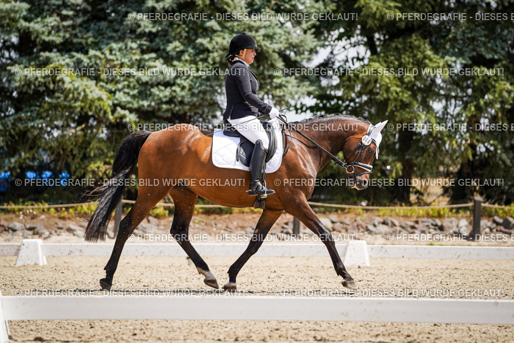 DSC01176 | Pferdegrafie