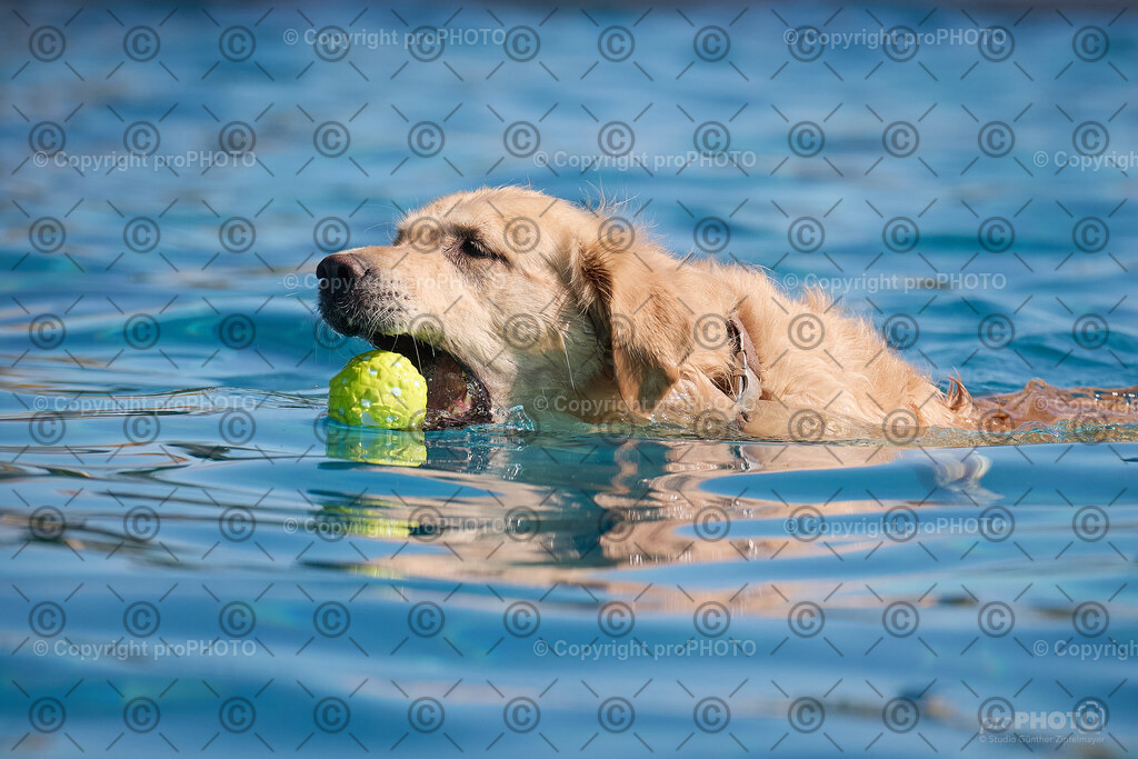 061_202509_4Hundebadetag_NZ9_2289 | proPHOTO - Realisiert mit Pictrs.com