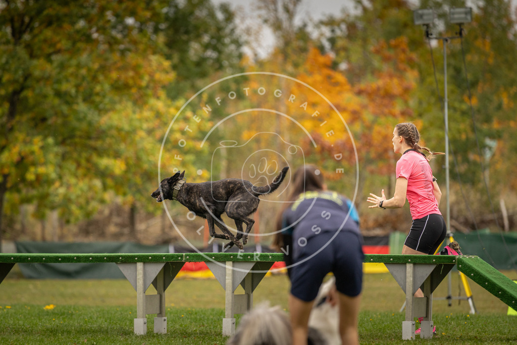 Pfotenfotografie_DV3A6137 | Hundefotografie, Tierfotograf, Pfotenfotografie, Fotoshooting Hund, Hunde Portrait, Hundesport, Hundeportraits, Heideshooting, Hunde, Sportfotograf, Hundefotograf, Turnierhundsport, THS,  - Realisiert mit Pictrs.com