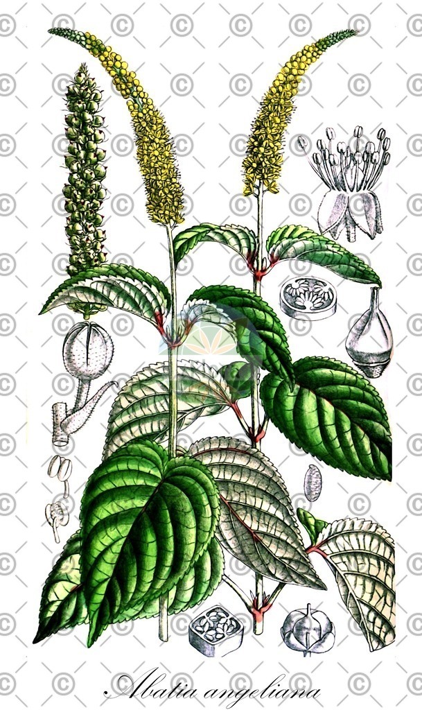 HistAbb_wfo-0000915329_1_ENZY_Simple | Historische Abbildung von Abatia angeliana - Salicaceae | Historical Illustration of Abatia angeliana - Salicaceae