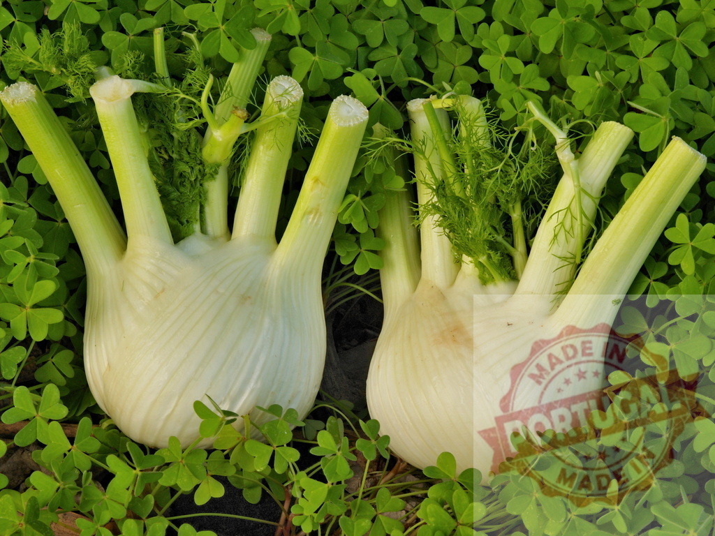Two fresh fennel bulbs lying on green clover | Freshly harvested fennel bulbs with fronds are resting on green clover leaves - Realisiert mit Pictrs.com