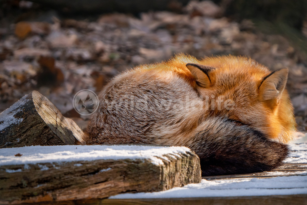 Nur noch fünf Minuten | An einem Wintermorgen gönnt sich ein Fuchs noch ein paar Minuten Schlaf unter der aufgehenden Sonne - Realisiert mit Pictrs.com