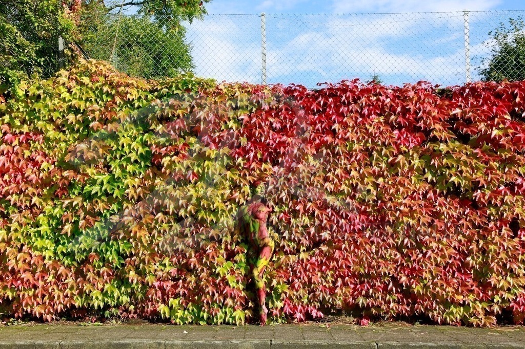 NatureArt-WEINWAND_7205 | Mitten zwischen den bunten Weinranken | #002 | Modell: Pola | Foto: Aleksandra Marsfelden - Realisiert mit Pictrs.com