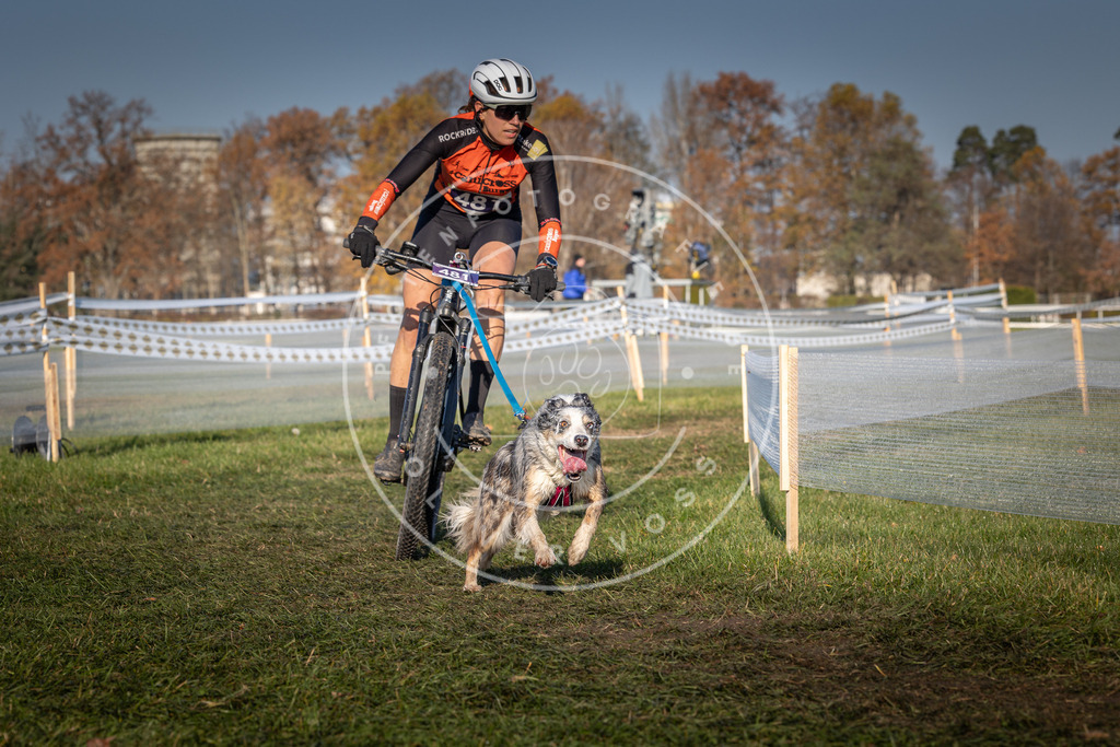 CaniXpix_0L8A4704 | Hundefotografie, Tierfotograf, Pfotenfotografie, Fotoshooting Hund, Hunde Portrait, Hundesport, Hundeportraits, Heideshooting, Hunde, Sportfotograf, Hundefotograf, Turnierhundsport, THS,  - Realisiert mit Pictrs.com