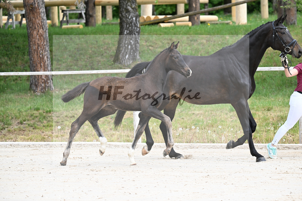 Kat-Nr. 1 HF Secret x San Muscadet_Holmer-Rattenhuber_24260013 | hf-fotografie - Realisiert mit Pictrs.com