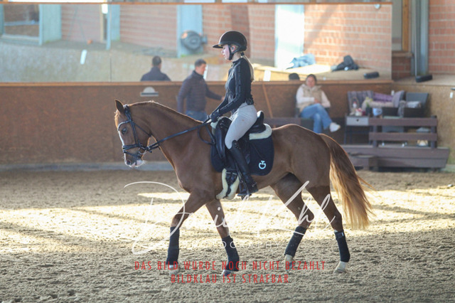 DKP42182 | Turniersportfotografie; Pferdefotografie; Dressurfotografie