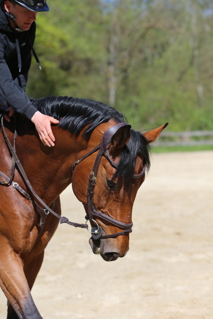 DL2Q3138 | Willkommen bei Brunnmayr - Design & Fotografie – Ihrem Spezialisten für Reitturniere und Pferdeveranstaltungen in Oberösterreich, Salzburg und Bayern! Seit über 17 Jahren sind wir leidenschaftlich dabei.