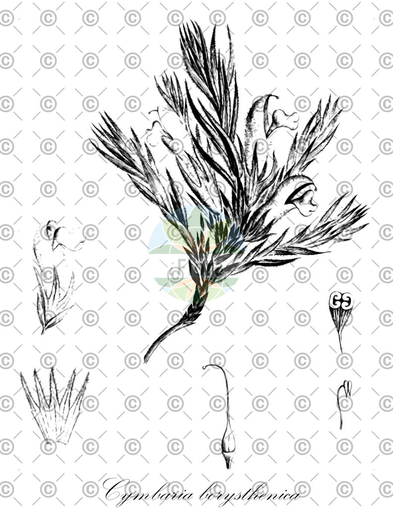 HistAbb_wfo-0000934297_2_ENZY_Simple | Historische Abbildung von Cymbaria borysthenica - Orobanchaceae | Historical Illustration of Cymbaria borysthenica - Orobanchaceae