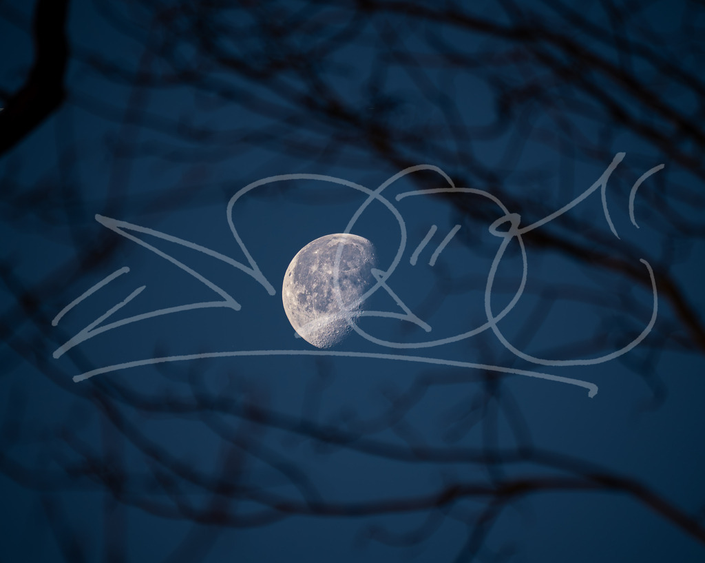 Mond baum | Naturschönheiten aus Deutschland. Pflanzen und Tiere, Insekten und Naturschauspiele. Alle schönen Details, die uns umgeben, fotografiert von Michi Moc.  - Realisiert mit Pictrs.com