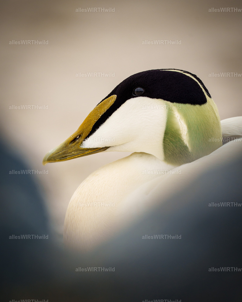 allesWIRTHwild.de - 7IV05215 | Entdecke die faszinierende Welt der Natur- und Wildlife-Fotografie von Daniel und Bärbel. Inspirierende Bilder von wilden Tieren und kleinen Naturwundern.