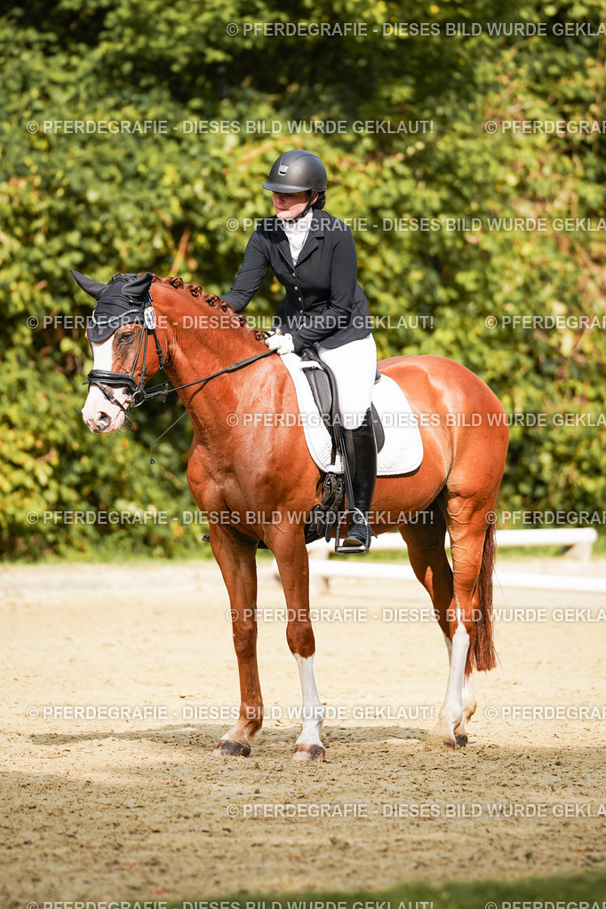 DSC03301 | Pferdegrafie