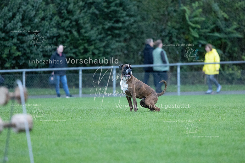 _16A4406 | Einzigartige Fotos von Hunden & Menschen –Actionfotos, Portraits, Vereinsaufnahmen & Paarshootings – authentisch, lebendig & mit Herz.