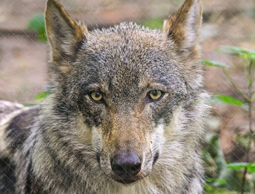 Wolf1 | Nahaufnahme eines Wolfs - Realisiert mit Pictrs.com