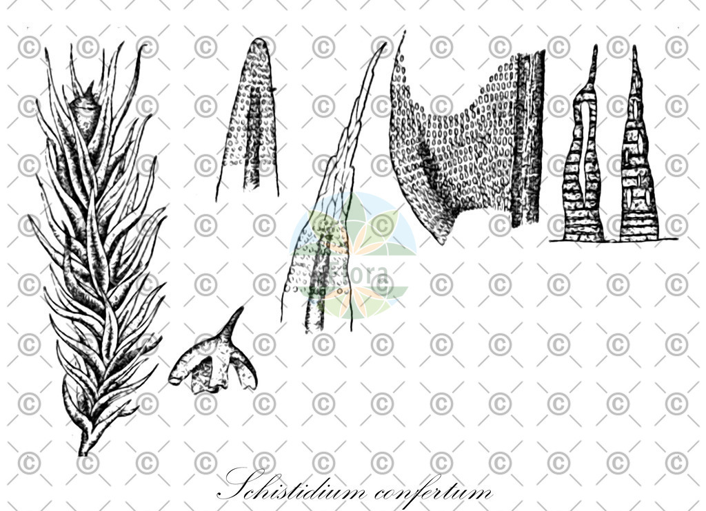 HistAbb_wfo-0001202041_1_ENZY_Simple | Historische Abbildung von Schistidium confertum - Grimmiaceae | Historical Illustration of Schistidium confertum - Grimmiaceae