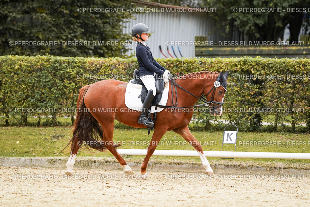 DSC09717 | Pferdegrafie