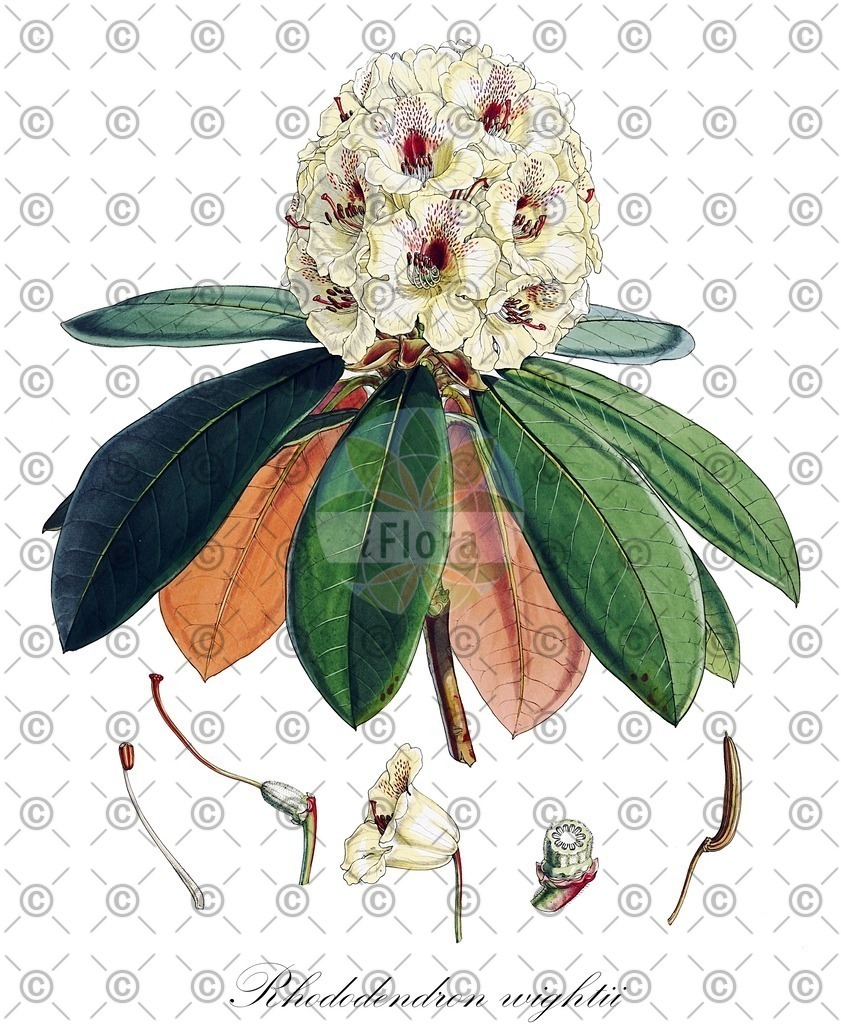HistAbb_wfo-0000402220_1_ENZY_Simple | Historische Abbildung von Rhododendron wightii - Ericaceae | Historical Illustration of Rhododendron wightii - Ericaceae