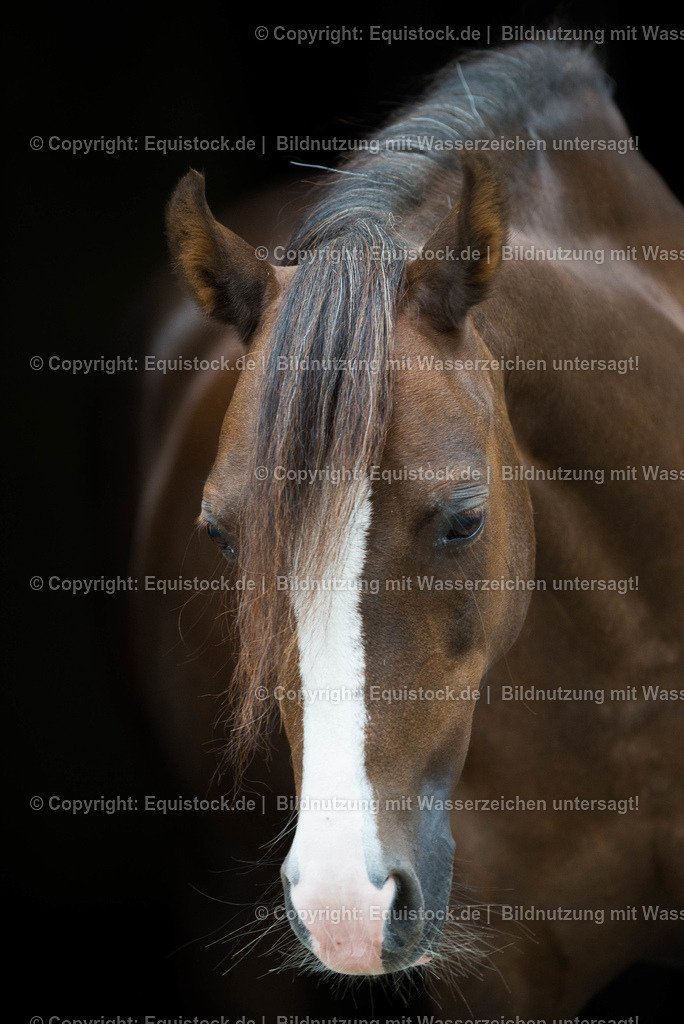 TS_20160812_Pferdeportrait_vor_schwarzem_Hintergrund_0002 | Foto: Thomas Hartig