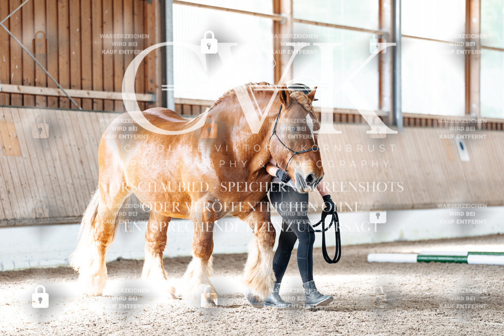 CK905428 | Turnierfotografie Pferdefotografie Trier Rheinland-Pfalz Pferdesport Reitsport Tierfotografie Sportfotografie Pferdevideo Pferdevideografie Equestrianvideography equestrianphotography  - Realisiert mit Pictrs.com