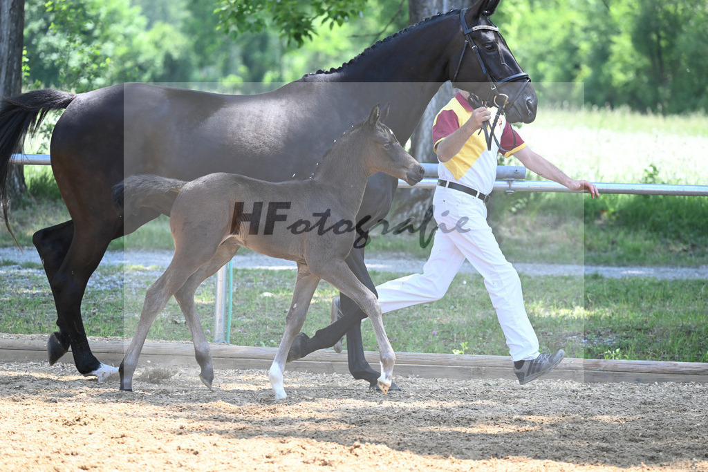 Kat-Nr. 17 HF Va Pensiero_Schindele_14230463 | hf-fotografie - Realisiert mit Pictrs.com