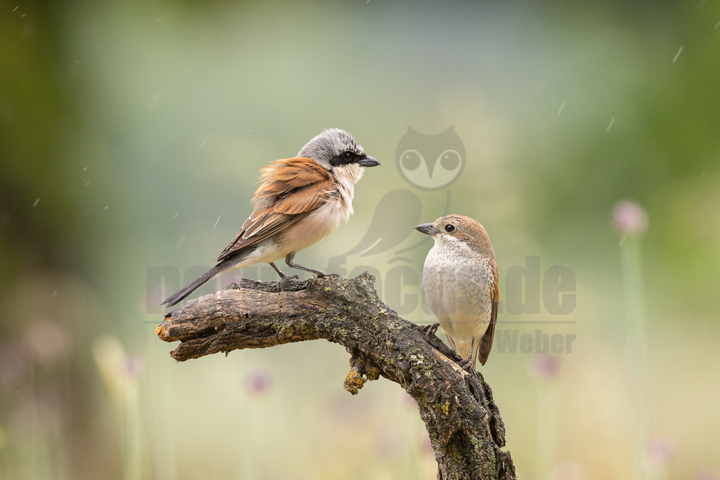 R5NF3765_20240530 | Obwohl der Neuntöter kaum größer ist als ein Spatz, gehören große Libellen, kleine Mäuse und Jungvögel zu seinen Beutetieren. Von einem Aussichtspunkt aus beobachtet er den Boden im nahen Umkreis. Wenn er eine Maus entdeckt hat, stürzt er sich auf sie und tötet sie mit seinem spitzen Schnabel, ähnlich wie ein großer Raubvogel. Insekten fängt der Neuntöter im Flug.  - Realisiert mit Pictrs.com