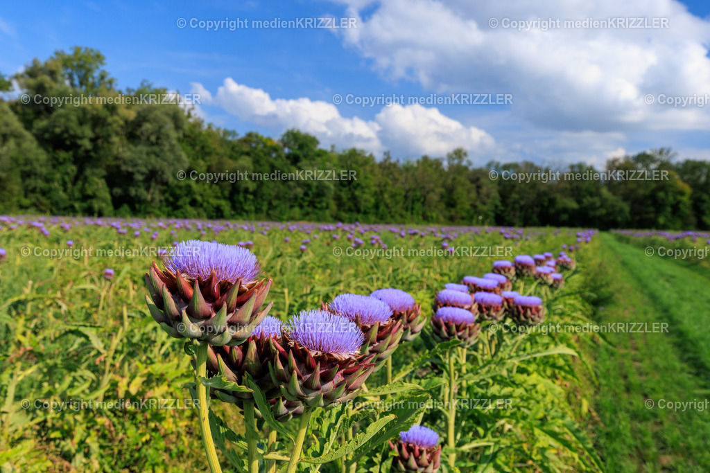 Artischocken | medienkrizzler - Realisiert mit Pictrs.com