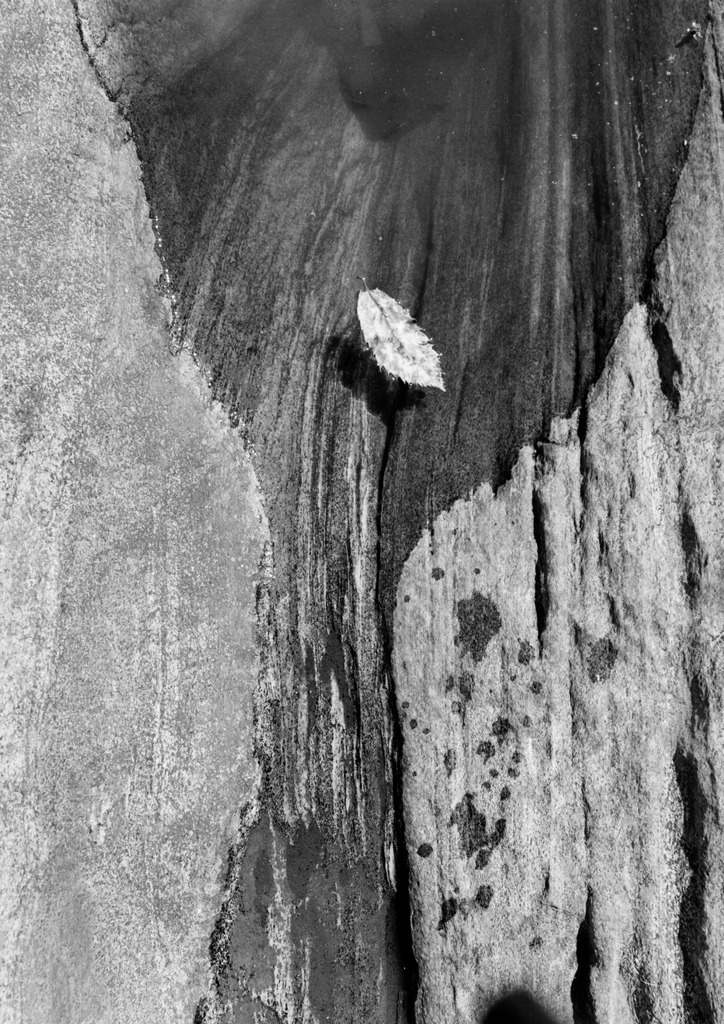 Steinwort_Blatt_Verzsca_8901sw.-_ 1 | aus der Serie STEINWORTE, gefunden im Valle Verzasca, Tessin, Schweiz. treibendes Blatt im Flusswasser.
Analoge schwarz-weiss Fotografie. Fotografiert mit Hasselblad, gescannt, gedruckt auf Hahnemühle Photo Rag Velvet.