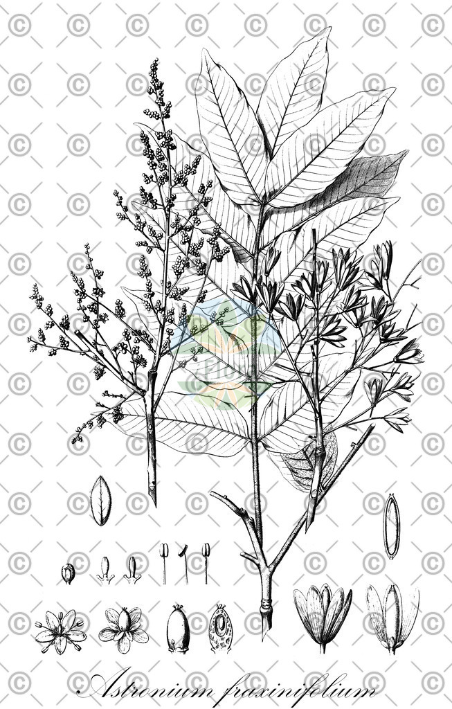HistAbb_wfo-0001424337_1_ENZY_Simple | Historische Abbildung von Astronium fraxinifolium - Anacardiaceae | Historical Illustration of Astronium fraxinifolium - Anacardiaceae