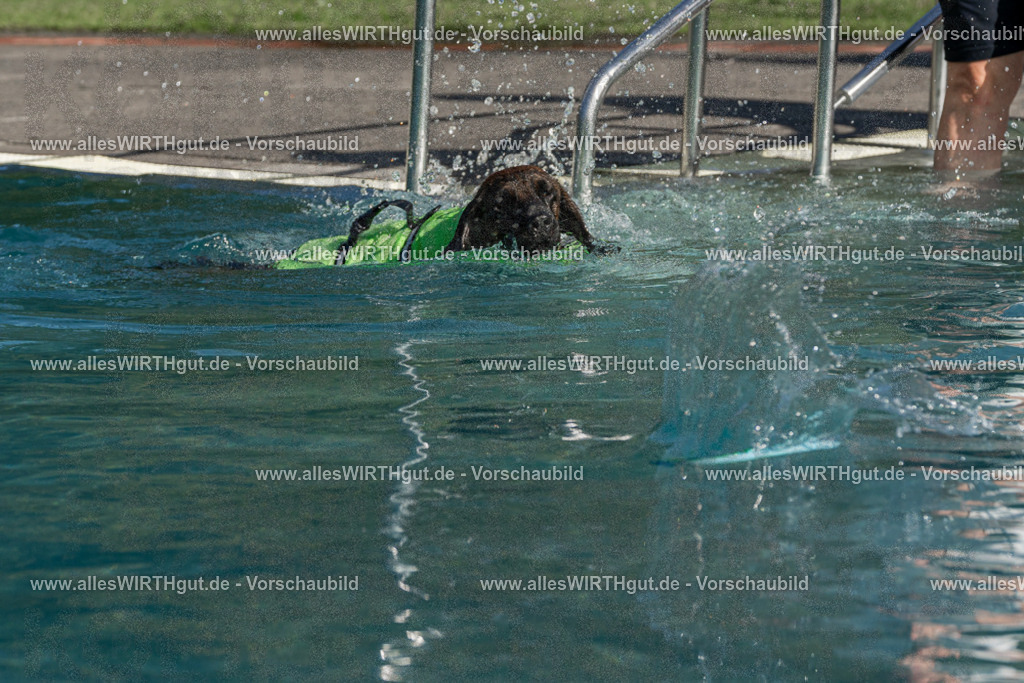 Hundeschwimmen_Volksbad_2026-allesWIRTHgut_Tierfotografie-2609061610-FAY07410 | Professionelle Tierfotografie in Mönchengladbach von Daniel Wirth (allesWIRTHgut). Liebevolle & natürliche Bilder von Hunden & Katzen für unvergessliche Erinnerungen.