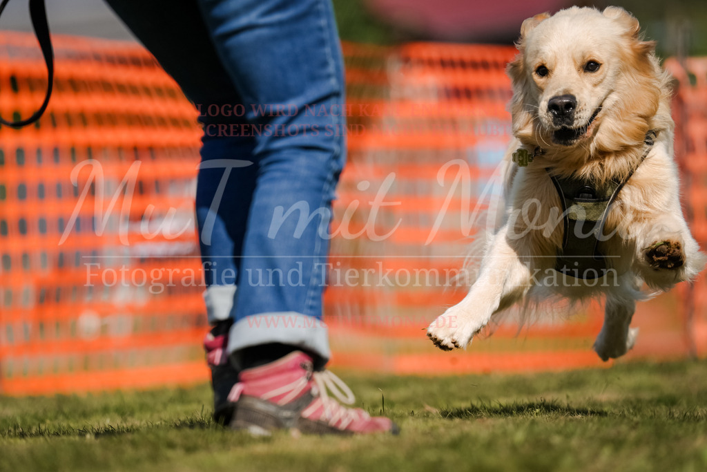 20250928_Hunderennen-642 | MuT (Mensch und Tier) mit Mona - Fotografie und Tierkommunikation - Realisiert mit Pictrs.com
