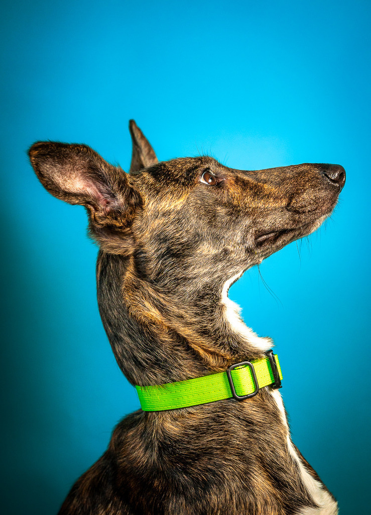 allesWIRTHgut Tierfotografie - 7IV04583 | Professionelle Tierfotografie in Mönchengladbach von Daniel Wirth (allesWIRTHgut). Liebevolle & natürliche Bilder von Hunden & Katzen für unvergessliche Erinnerungen.