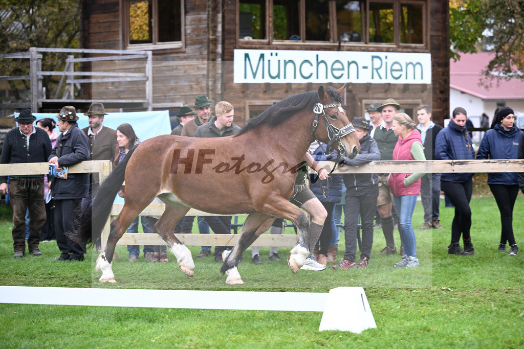 Kat-Nr. 36 Nala v. Don Camillo_Langlechner_41250860 | hf-fotografie - Realizzato con Pictrs.com