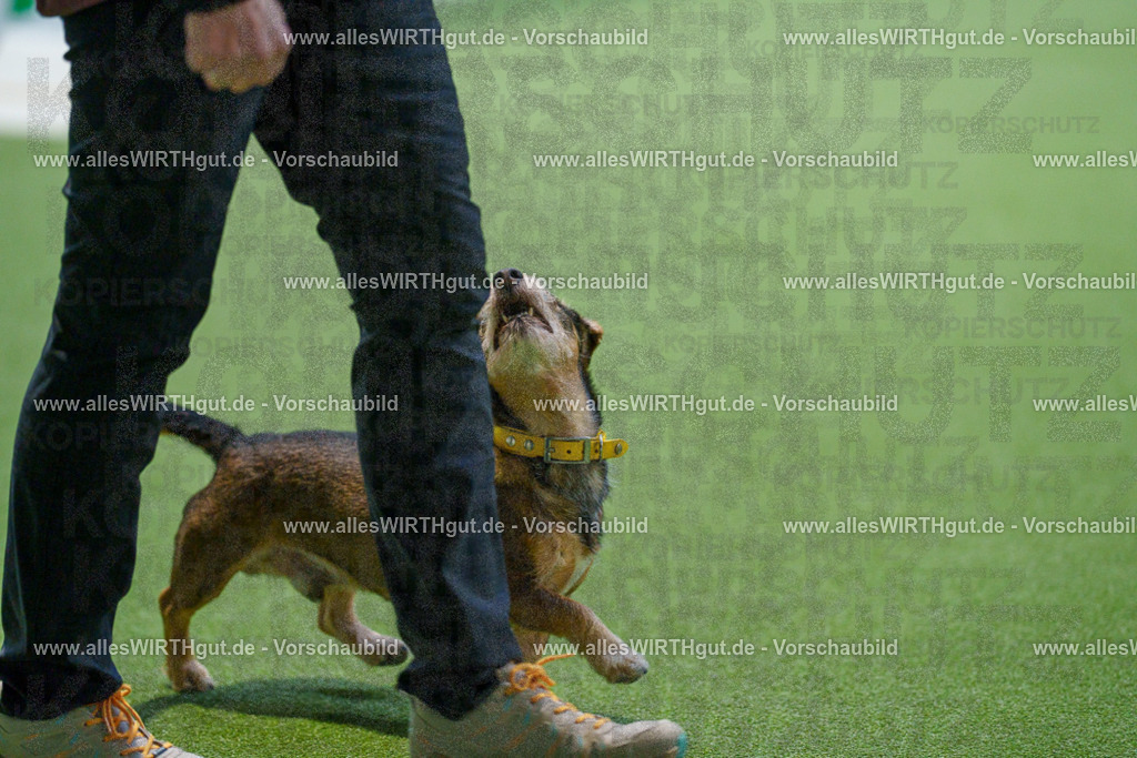 7R505885 | Professionelle Tierfotografie in Mönchengladbach von Daniel Wirth (allesWIRTHgut). Liebevolle & natürliche Bilder von Hunden & Katzen für unvergessliche Erinnerungen.