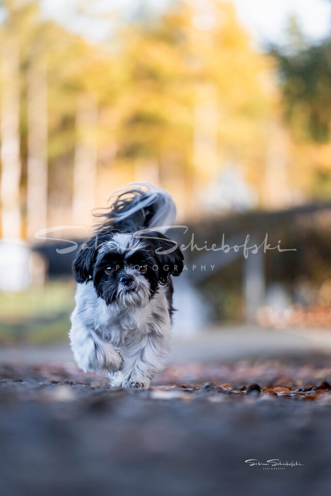 "Leo" Shih Tzu | People- und Tierfotografie, Imageaufnahmen, Veranstaltungsfotografie und Wandbilder aus der Natur ★ Made in Germany ✔️ Druck + Downloads ✔️ Naturfotografie in Top Qualität ★ schneller Versand, weltweite Lieferung! - Realisiert mit Pictrs.com